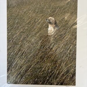 A dog peeks through tall grass in a natural setting.